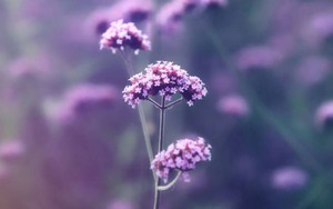 Dự đoán ngày 19/9/2022 của 12 con giáp: Ngọ may mắn đủ đường, Sửu nên đầu tư cho tình yêu