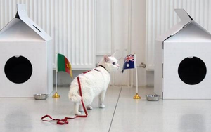 Nga chọn mèo điếc làm 'nhà tiên tri' ở World Cup 2018