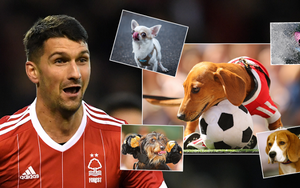 Được vợ tặng chó, 'hung thần' của Arsenal đặt luôn tên là... Pháo thủ