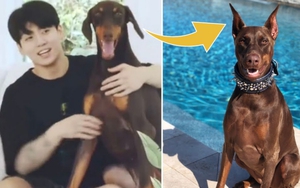 Khoe thú cưng Jeon Bahm, Jungkook BTS được khen ngợi vì điều này