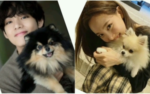 Tin đồn: BTS tạo Instagram cho thú cưng, Nayeon Twice nhắm sang SM Entertainment