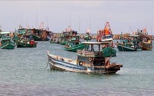 Tàu nước ngoài bồi thường 45.000 USD do đâm chìm tàu cá Bình Thuận