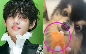 ARMY nổi đóa vì chú cún Yeontan của V BTS bị 'lợi dụng'