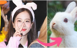 Blackpink nghĩ về thú cưng nào mỗi khi gặp mặt, 'cười té ghế' với kết quả cuối