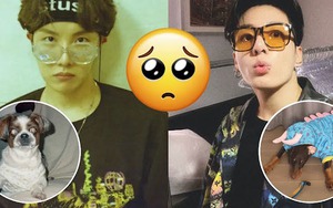 Đo độ ‘cute’ của các cún cưng BTS trên Instagram
