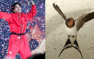 Fan bất ngờ đặt ‘nickname’ mới cho V BTS với cách chơi chữ táo bạo