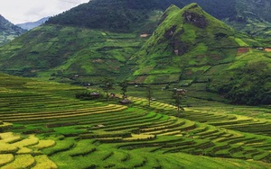 Mù Cang Chải lúa đã chín chưa? Cập nhật những hình ảnh mới nhất & toàn bộ thông tin về lễ hội 2017