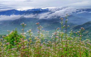 Mù Cang Chải không chỉ có ruộng bậc thang, ‘thiên đường sống ảo’ mới đang ‘hot’ đây này