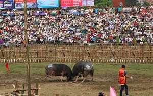 Lễ hội chọi trâu Hải Lựu 2019: nhiều ‘ông trâu’ không chịu thi đấu