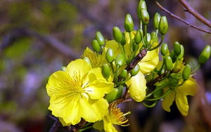 'Sắc màu' của nhà thơ đón Xuân Mậu Tuất