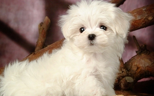 Người Trung Quốc mạnh tay chi hàng tỉ USD nuôi 'khuyển cưng'