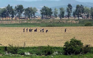 Triều Tiên trải qua đợt nắng nóng kỷ lục