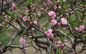 Thời tiết Tết Tân Sửu 2021 có xu hướng ấm hơn