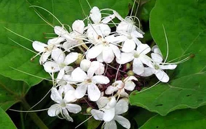 Tản văn Cuối tuần: Loài hoa bị bỏ quên