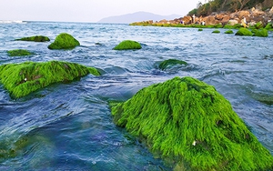 Đà Nẵng: Đẹp lạ mùa rêu xanh mướt ở rạn đá Nam Ô