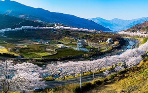 Những cung đường hoa xuân rực rỡ không thể bỏ qua tại Hàn Quốc