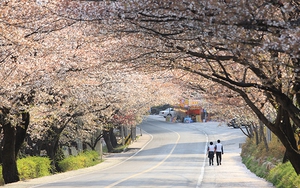 KTO Việt Nam đẩy mạnh quảng bá du lịch Hàn Quốc, sẵn sàng đón khách sau dịch Covid-19