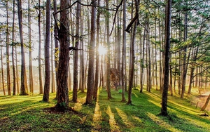 Lâm Đồng: Tạm ngừng cho thuê rừng để làm dịch vụ du lịch sinh thái, nghỉ dưỡng