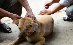 Bé gái 5 tuổi bị chó nhà nuôi cắn đã qua cơn nguy kịch