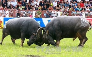 Không tổ chức bán vé thu tiền vào Lễ hội chọi trâu Đồ Sơn năm 2018