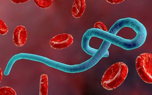 Phát hiện 'lá chắn' chống virus Ebola trong tế bào người