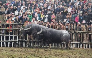 Lễ hội chọi trâu Hải Lựu (Vĩnh Phúc): Không đổi mới sẽ tạm ngừng tổ chức!