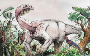 Nam Phi phát hiện hóa thạch của loài khủng long sống cách đây 200 triệu năm