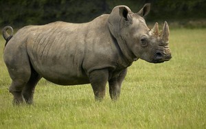 Sóng thần tại Indonesia: Báo động nguy cơ loài tê giác một sừng bị 'xóa sổ'