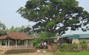 Hà Nội: Lập khống danh sách cấp đất giãn dân, 5 cán bộ xã lĩnh án tù