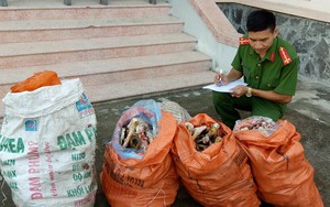 Hưng Yên: Phát hiện 2 xe ô tô chở 6,5 tấn xương động vật thối đi tiêu thụ