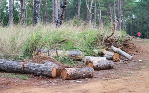 Khởi tố, bắt tạm giam công an viên nhận tiền để 'cho phép' phá rừng