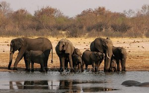 Ra mắt phim ngắn truyền thông phòng ngừa tội phạm về động vật hoang dã