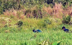 Công an Thành phố Hồ Chí Minh: Lê Quốc Tuấn chống trả quyết liệt, bắn 3 phát đạn