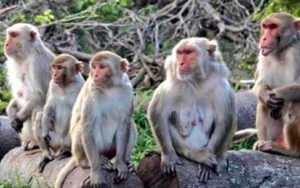 Kỳ lạ ngôi làng Ấn Độ cho khỉ đứng tên 32 mẫu đất vì một lý do đặc biệt