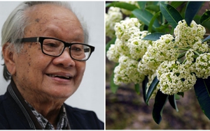 'Ức chế' vì hoa sữa, người Hà Nội trách móc cả... nhạc sĩ Hồng Đăng