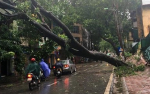 Bé gái 9 tuổi bị cây đổ đè chết