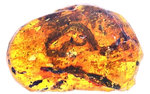 VIDEO: Phát hiện hóa thạch rắn cổ đại 99 triệu năm tuổi