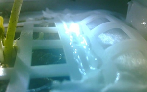 Hạt giống đầu tiên nảy mầm trên Mặt Trăng