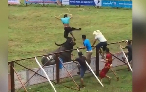 Vụ trâu chọi húc chết người: Việc bạo lực và gây ra chết người là tất yếu!