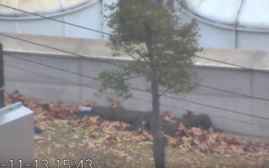 Công bố video vụ đào tẩu bất thành của binh sĩ Triều Tiên bị nã 40 phát đạn mà không chết