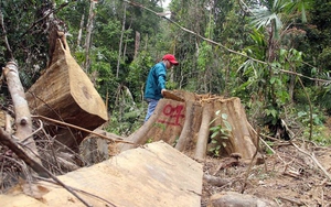 Kỷ luật các cán bộ kiểm lâm để xảy ra phá rừng ở Quảng Nam