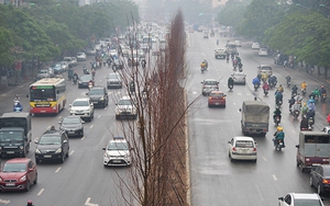 Hà Nội thí điểm trồng 100 cây phong lá đỏ tại ba tuyến phố