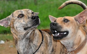 'Tứ đại quốc khuyển" của Việt Nam là những giống chó gì?