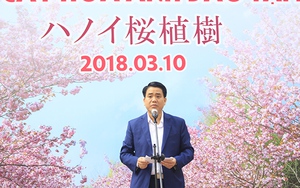 Trồng thêm 500 cây anh đào tại Công viên Hòa Bình, Lễ hội Hoa anh đào Hà Nội diễn ra từ 23-26/3