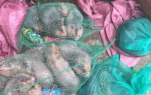 Phát hiện vụ vận chuyển động vật hoang dã trái phép