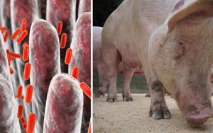 Phát hiện virus gây tiêu chảy ở lợn có nguy cơ lây sang người