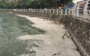 Dấu hiệu phá hoại hay đầu độc cá Hồ Tây chết trắng đang được xem xét loại trừ