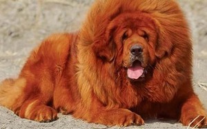 Nhân vụ em bé bị chó ngao cắn tử vong: Cách giải cứu nạn nhân khỏi hàm chó dữ