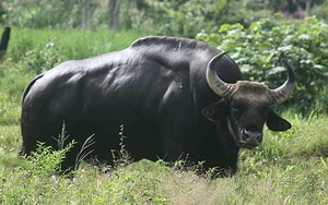 Truy tìm nguyên nhân bò tót hoang dã chết trong Khu Bảo tồn thiên nhiên văn hóa Đồng Nai