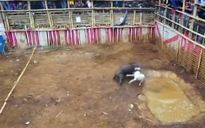 VIDEO: Phẫn nộ cảnh hàng trăm thanh niên cổ vũ đàn chó cắn xé một con lợn rừng